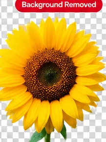 Sunflower with checkerboard background in after preview